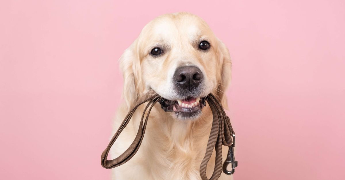 Golden Retriever with lead in mouth